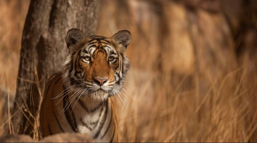 Ranthambore Wildlife National Park – Customized Tour from Sri Lanka with NKARBooking